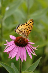 ヒョウモン蝶と花