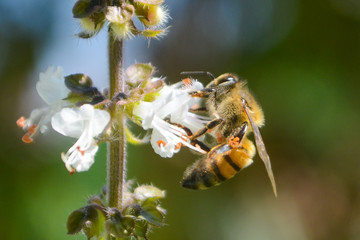 bee on flower