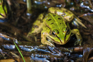 Looking into the eyes of an edible frog in the Plateaux-Hageven reserve