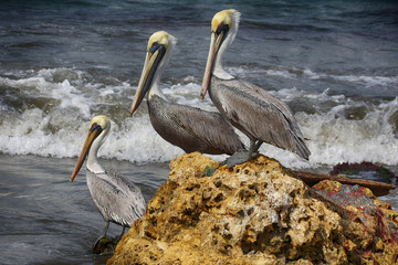3 Pelicans sitting on the rocks in Cartagena Colombia