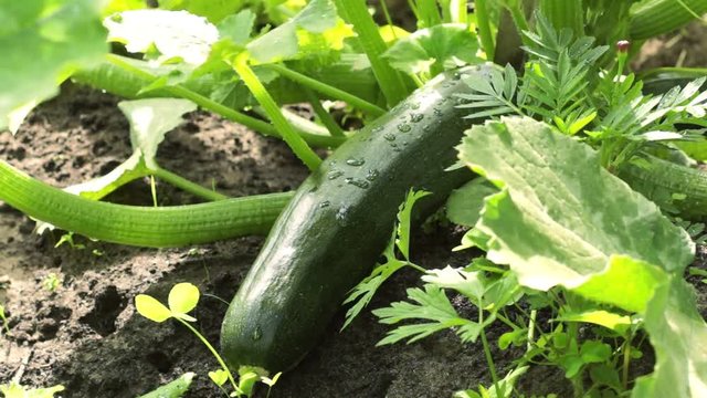 A woman harvesting an oblong zucchini in the garden. Agricultural concept. Organic healthy food. Cultivated melons