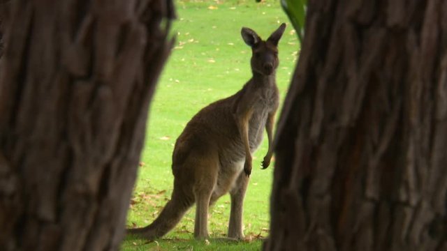 Steady, medium close up shot of a kangaroo standing between two trees.