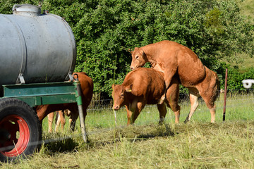 One cow dominates another - mating