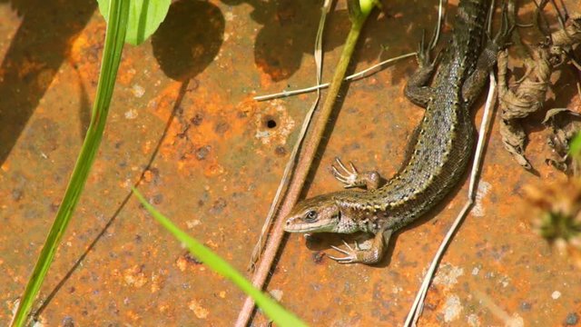 Adult viviparous lizard on a sheet of iron. Reptiles wild life