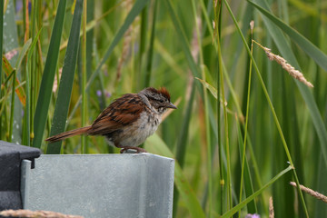 Swamp Sparrow