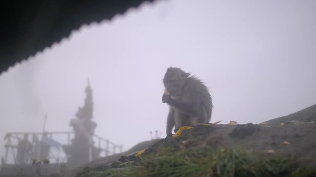 Adult macaque, Macaca Fascicularis, sits alone eating bananas near the top of the Batur Volcano in Bali, Indonesia.  Smoke and fog early in the morning with a small temple in the background.