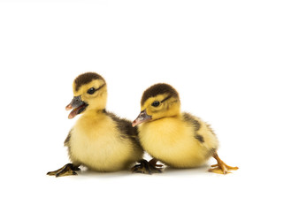 two  young ducks isolated