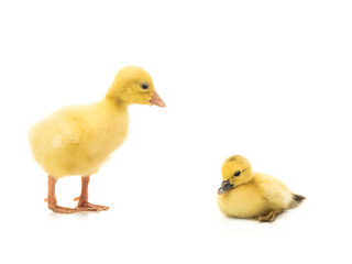 two young yellow goose isolated on white