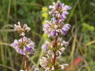 Field flowers. Summer, sun, meadow, grasses.