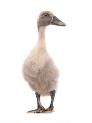 young ducks isolated