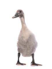 young ducks isolated