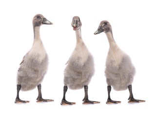 Three young ducks isolated
