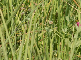 Field flowers. Summer, sun, meadows, grass.