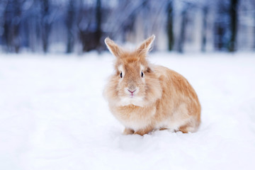 Cute rabbit winter in the snow, snowdrifts, fluffy snow