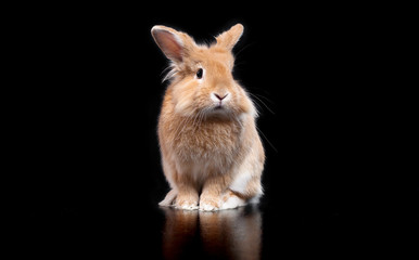 Cute decorative rabbit on black background