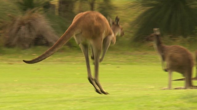 Handheld, following, medium wide shot of kangaroos hopping down a fairway and away from a golf ball.