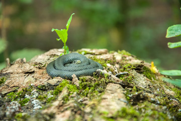 Coiled grass snake lying on a tree trunk covered with moss