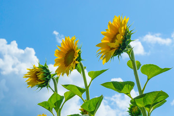 Sunflowers under the blue sky in the field