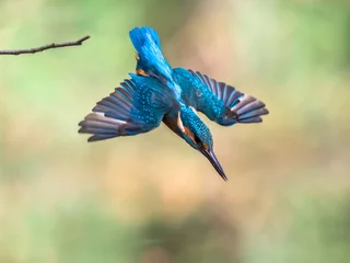 Fotobehang IJsvogel Common European Kingfisher dive  © creativenature.nl