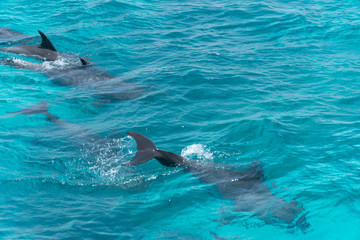 Dolphin watch...