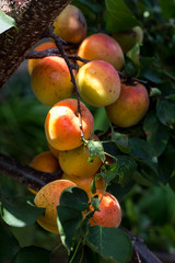 Branch of an apricot tree with ripe fruits in summer on organic plantation.