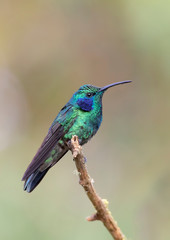 Green Violet-ear (Colibri thalassinus) hummingbird perched on branch in Costa Rica