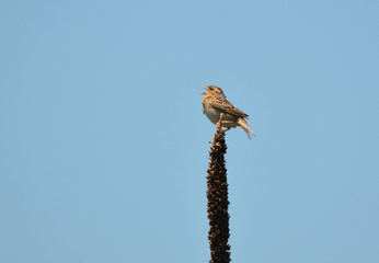 Grasshopper sparrow