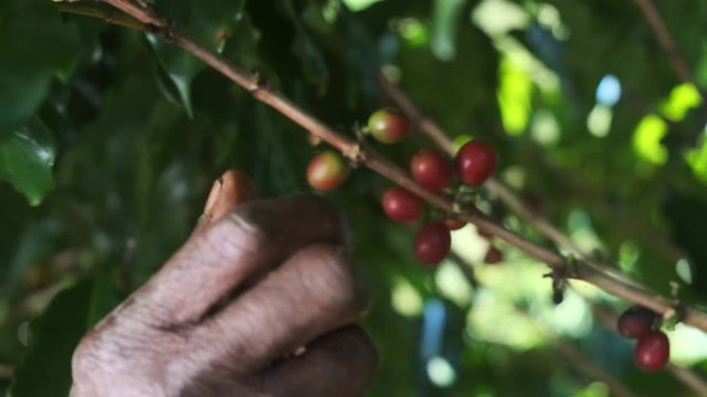 Arabica coffee being picked manually by woman agriculturist hands. Brazilian special coffee.
