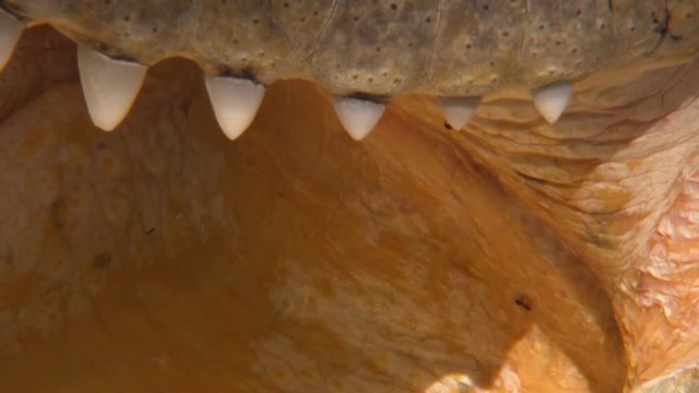 Handheld, extreme close up shot of a crocodile's mouth as it opens, a bug crawls on the roof of its mouth.