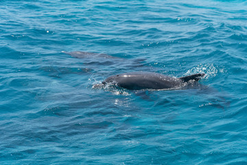 Dolphin watch...