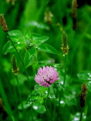 雨に濡れる野原のアカツメクサとヘラオオバコ