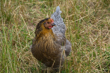 Buntes Wyandotten Huhn im Freigehege