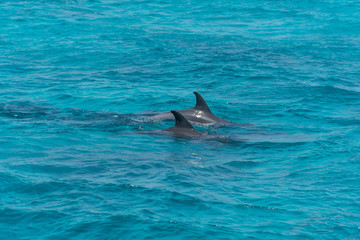 Dolphin watch...