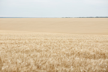 Fototapeta premium Field of mature wheat background.