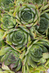 Fototapeta premium common houseleek