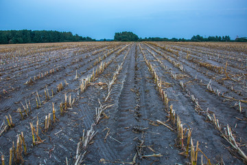Mowed corn field, forest on the horizon and blue sky