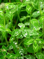 雨に濡れる野原のアカツメクサの若葉
