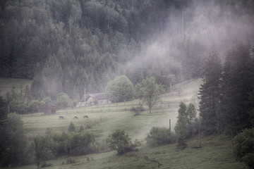 Fototapeta na wymiar Mountain pasture covered with fog. Carpathians, Ukraine