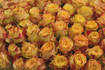 Lot of beautiful yellow roses close up. Holiday