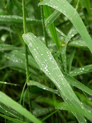 雨に濡れる土手の葭