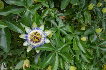 Passiflora