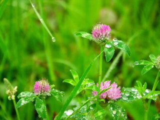 雨に濡れる野原のアカツメクサ