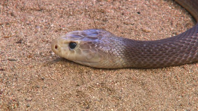 Steady, close up shot of an Australian Copperhead snake resting its head on sand.