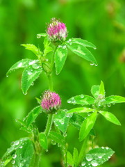雨に濡れる野原のアカツメクサ