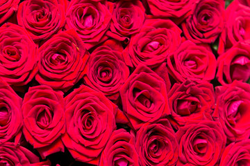 lots of red fresh roses, bouquet of flowers, red petals