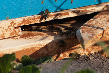 Mountain apiary. Beekeepers at work.