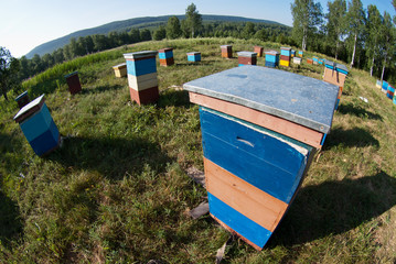 Mountain apiary. Beekeepers at work.