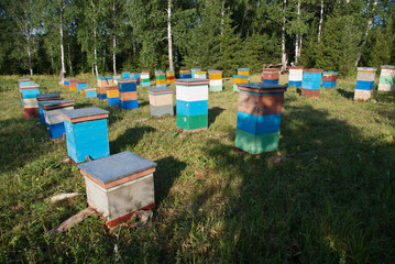 Mountain apiary. Beekeepers at work.