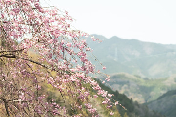 桜 in 奈良県吉野山
