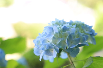 野に咲く花　あじさい